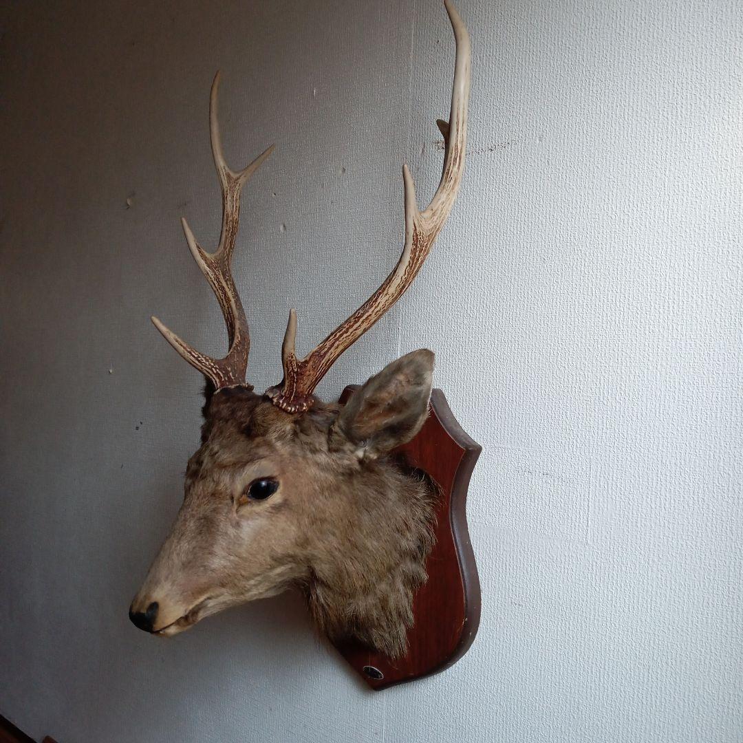 日本鹿 剥製 壁掛け ハンティングトロフィー 木製台座付 インテリア