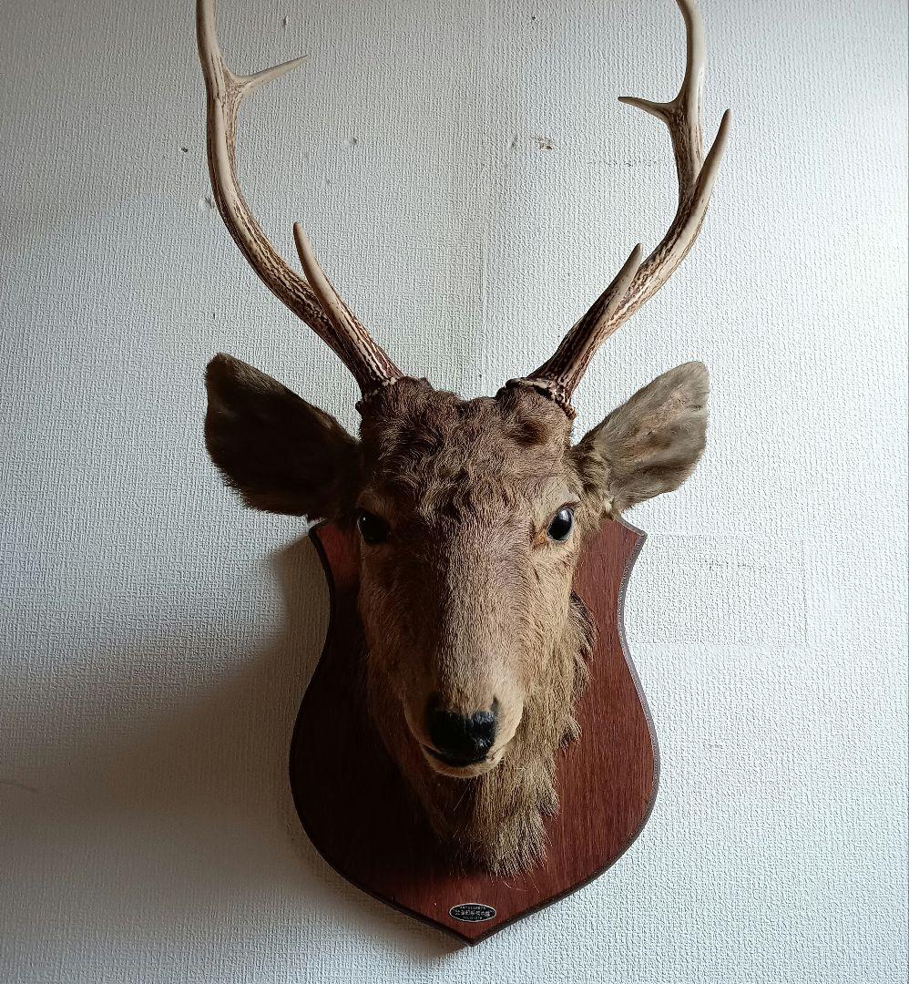 日本鹿 剥製 壁掛け ハンティングトロフィー 木製台座付 インテリア