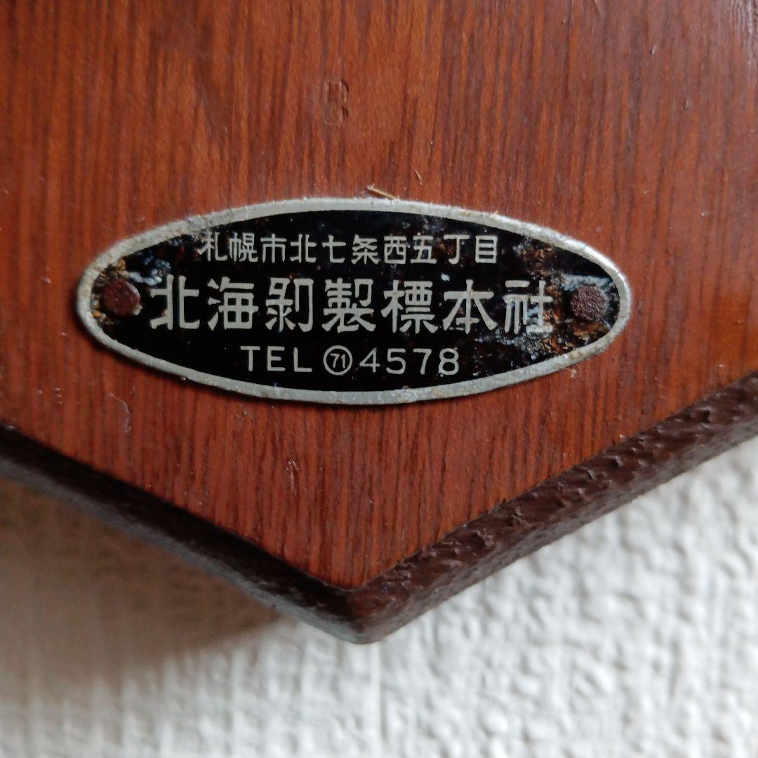 日本鹿 剥製 壁掛け ハンティングトロフィー 木製台座付 インテリア