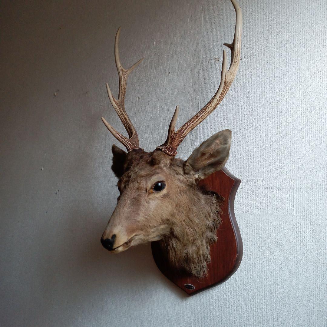 日本鹿 剥製 壁掛け ハンティングトロフィー 木製台座付 インテリア