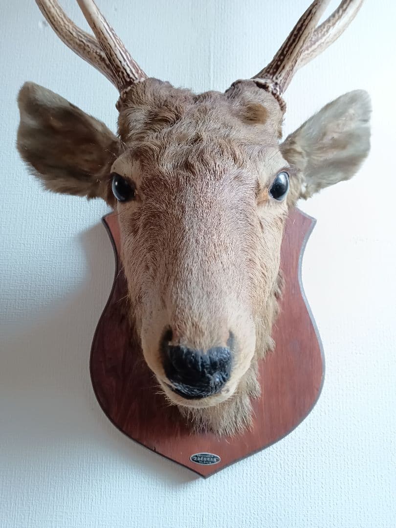 日本鹿 剥製 壁掛け ハンティングトロフィー 木製台座付 インテリア