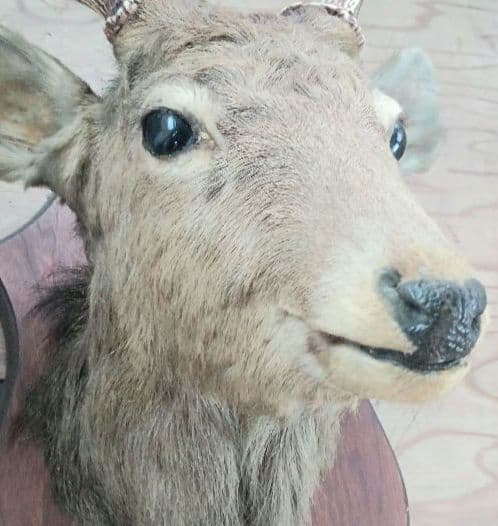 日本鹿 剥製 壁掛け ハンティングトロフィー 木製台座付 インテリア