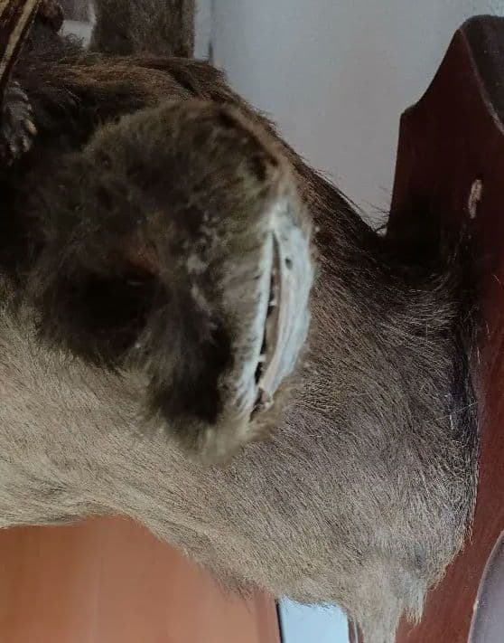 日本鹿 剥製 壁掛け ハンティングトロフィー 木製台座付 インテリア