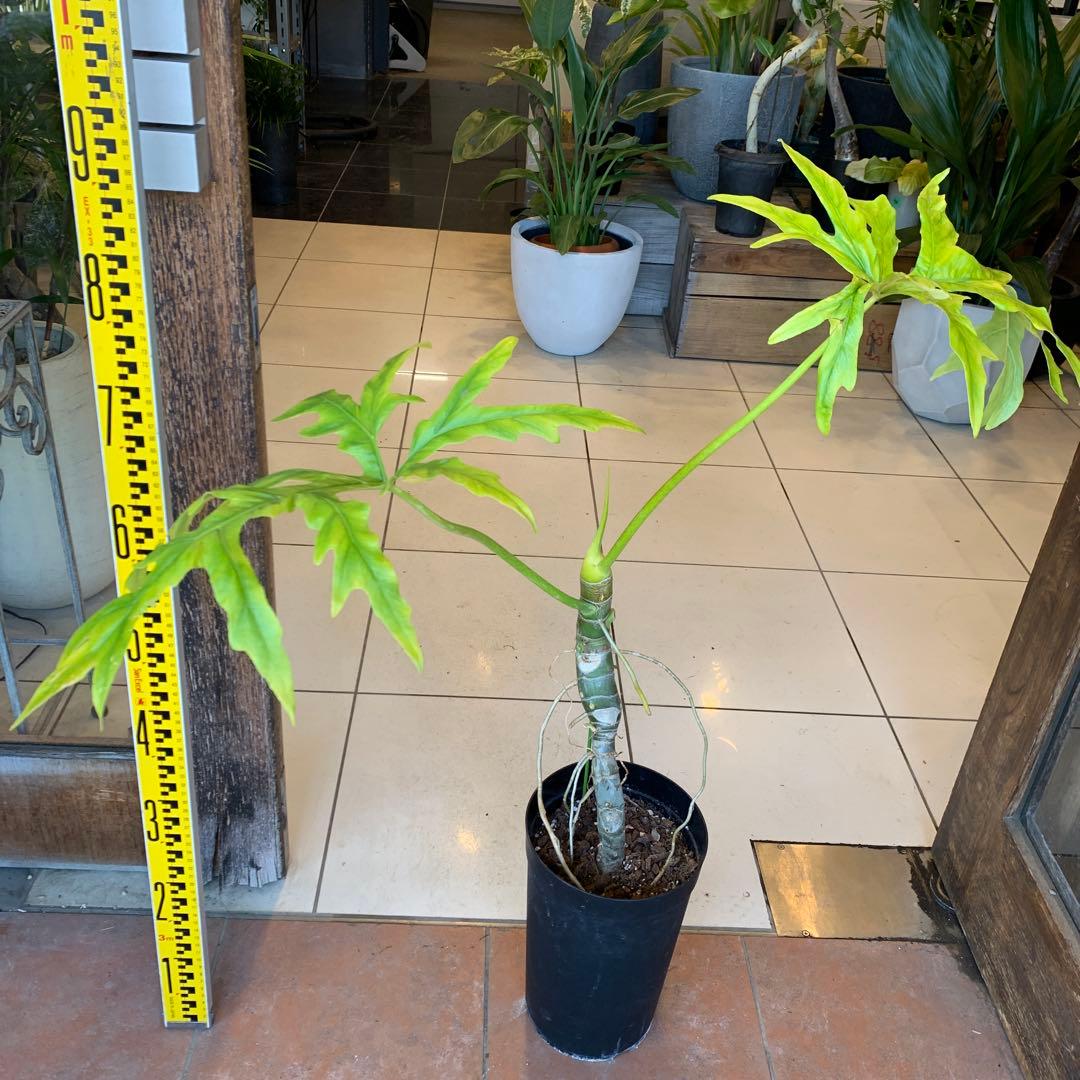 幹立 フィロデンドロン ゴールドリーフ