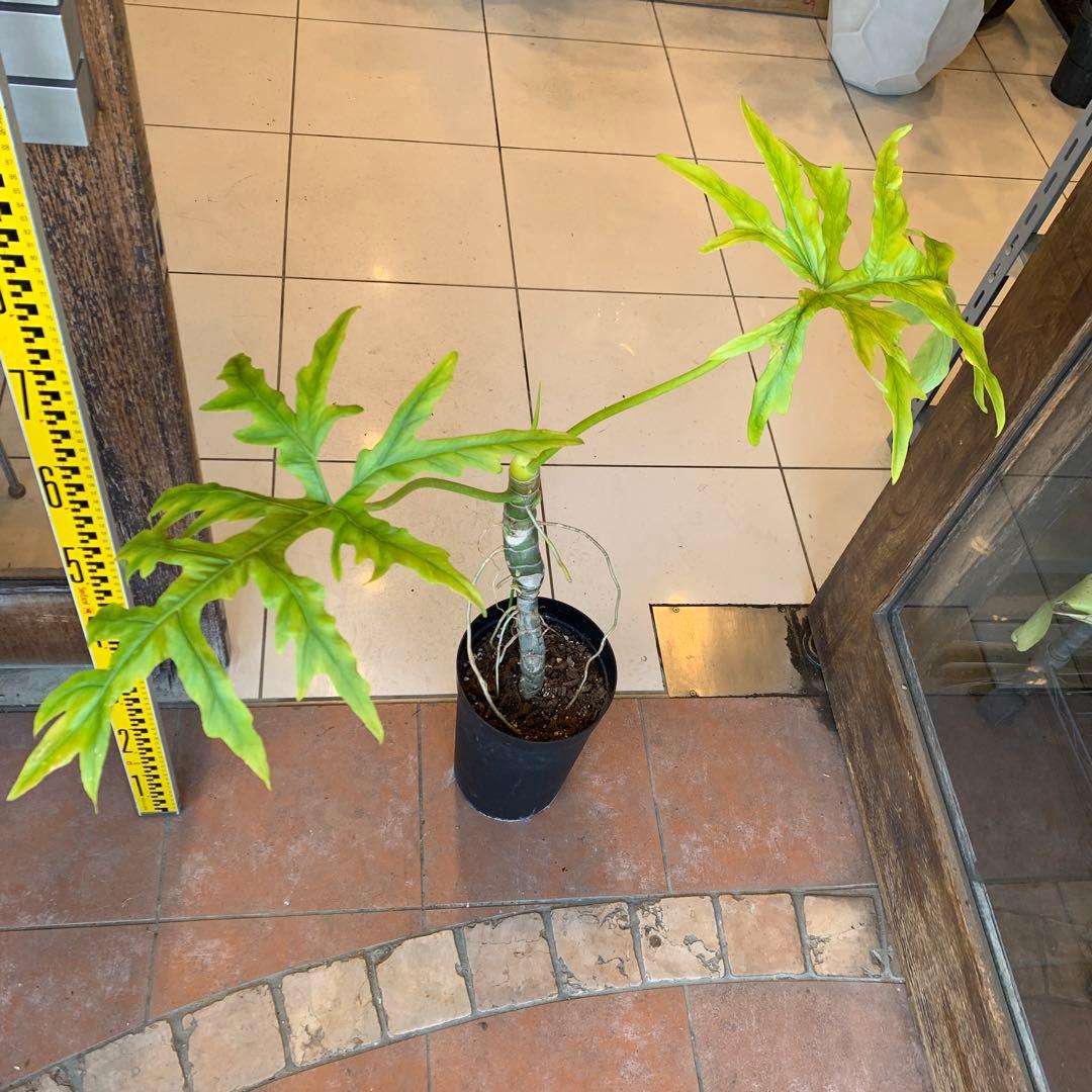幹立 フィロデンドロン ゴールドリーフ