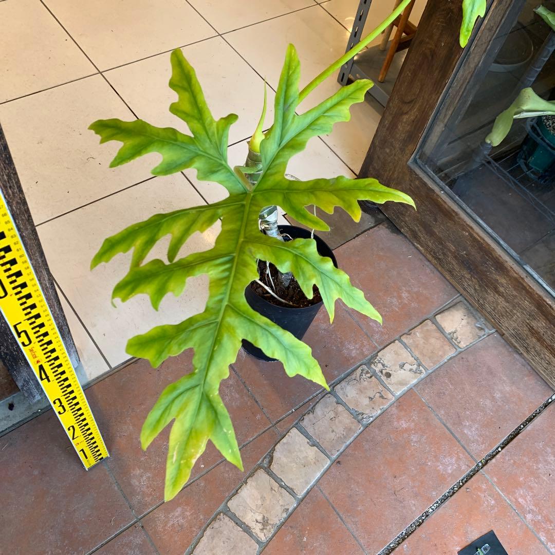 幹立 フィロデンドロン ゴールドリーフ