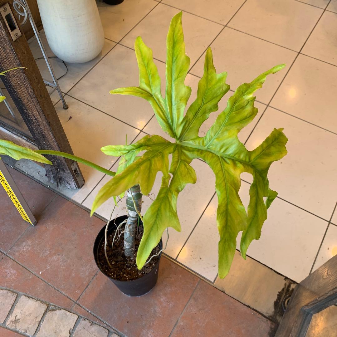 幹立 フィロデンドロン ゴールドリーフ