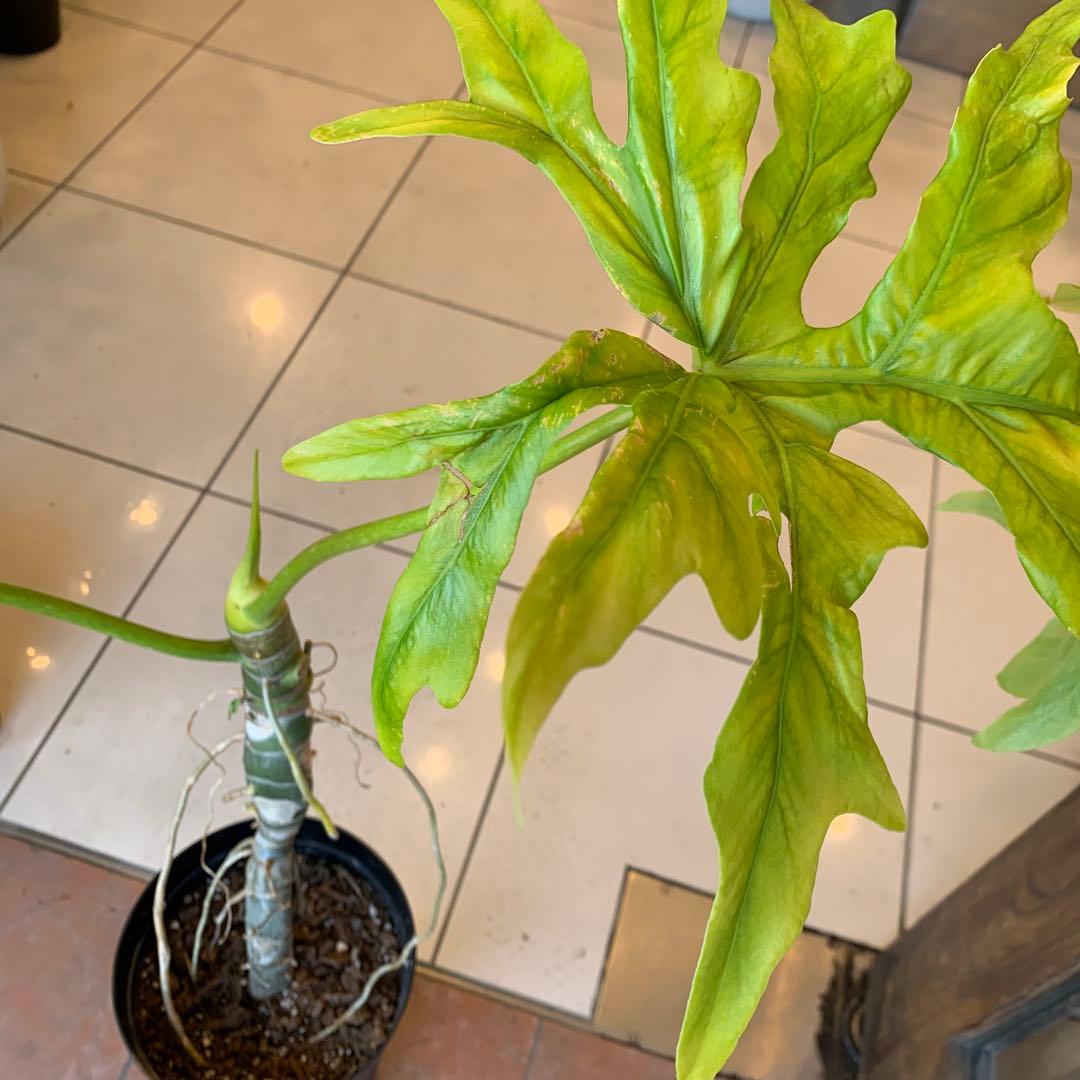 幹立 フィロデンドロン ゴールドリーフ