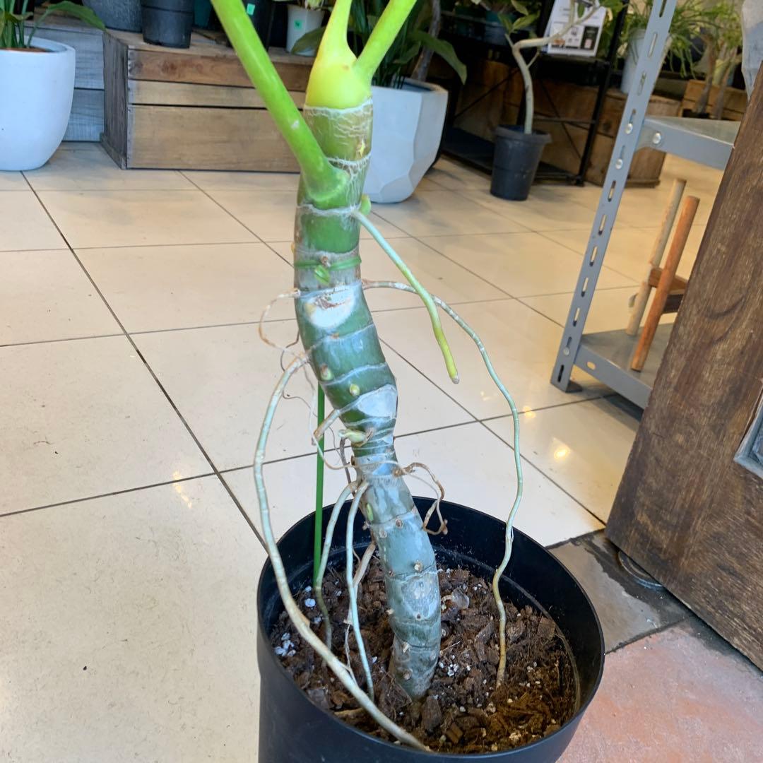 幹立 フィロデンドロン ゴールドリーフ