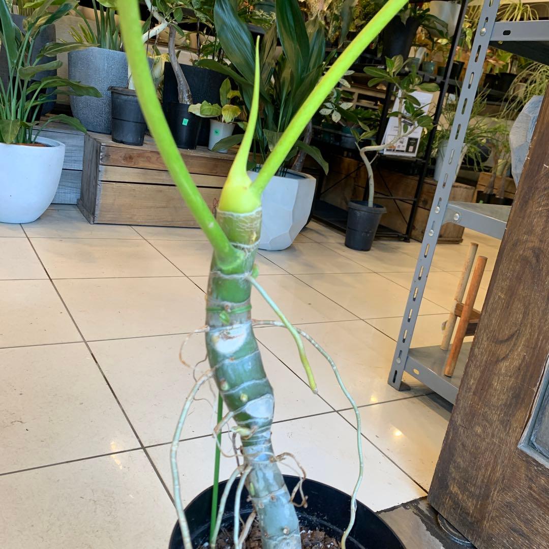 幹立 フィロデンドロン ゴールドリーフ