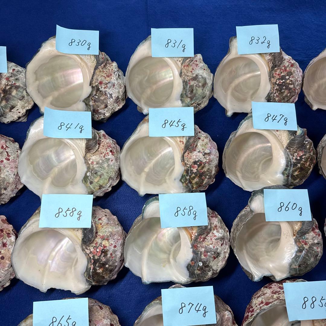 夜光貝　ヤコウ貝　まとめ売り　18個　15、2kg アクセサリー　ルアー