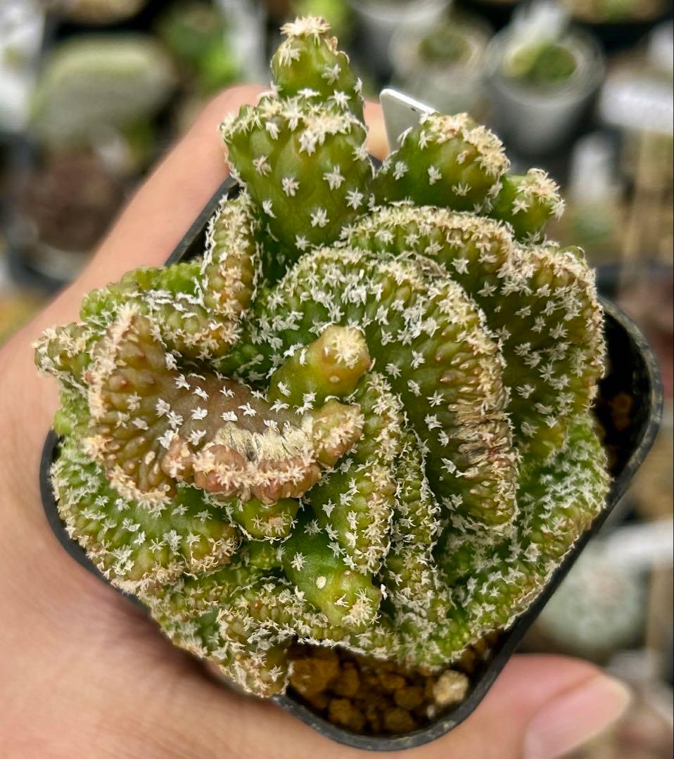 BS020 ツルビニカルプス・ロホホロイデス・綴化