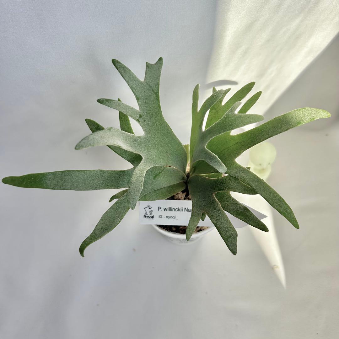 【メルカリ便】 P. Willinckii Nano(spore)【25】