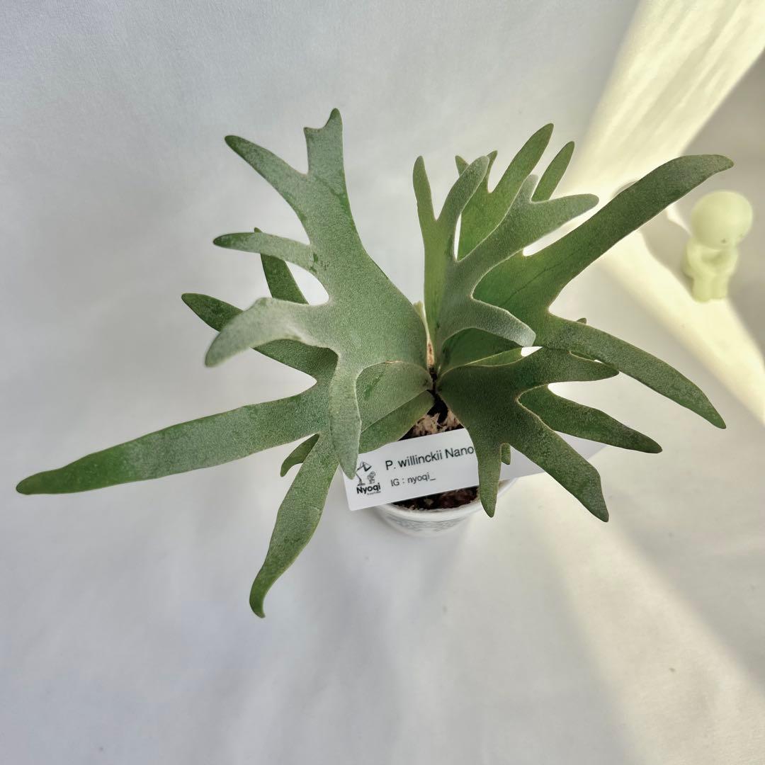 【メルカリ便】 P. Willinckii Nano(spore)【25】
