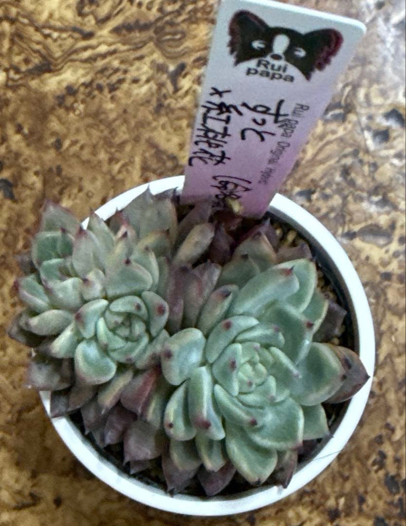 ルイパパさん苗　ずっと✖︎紅桃花　（命名株交配）　札付き　割引中