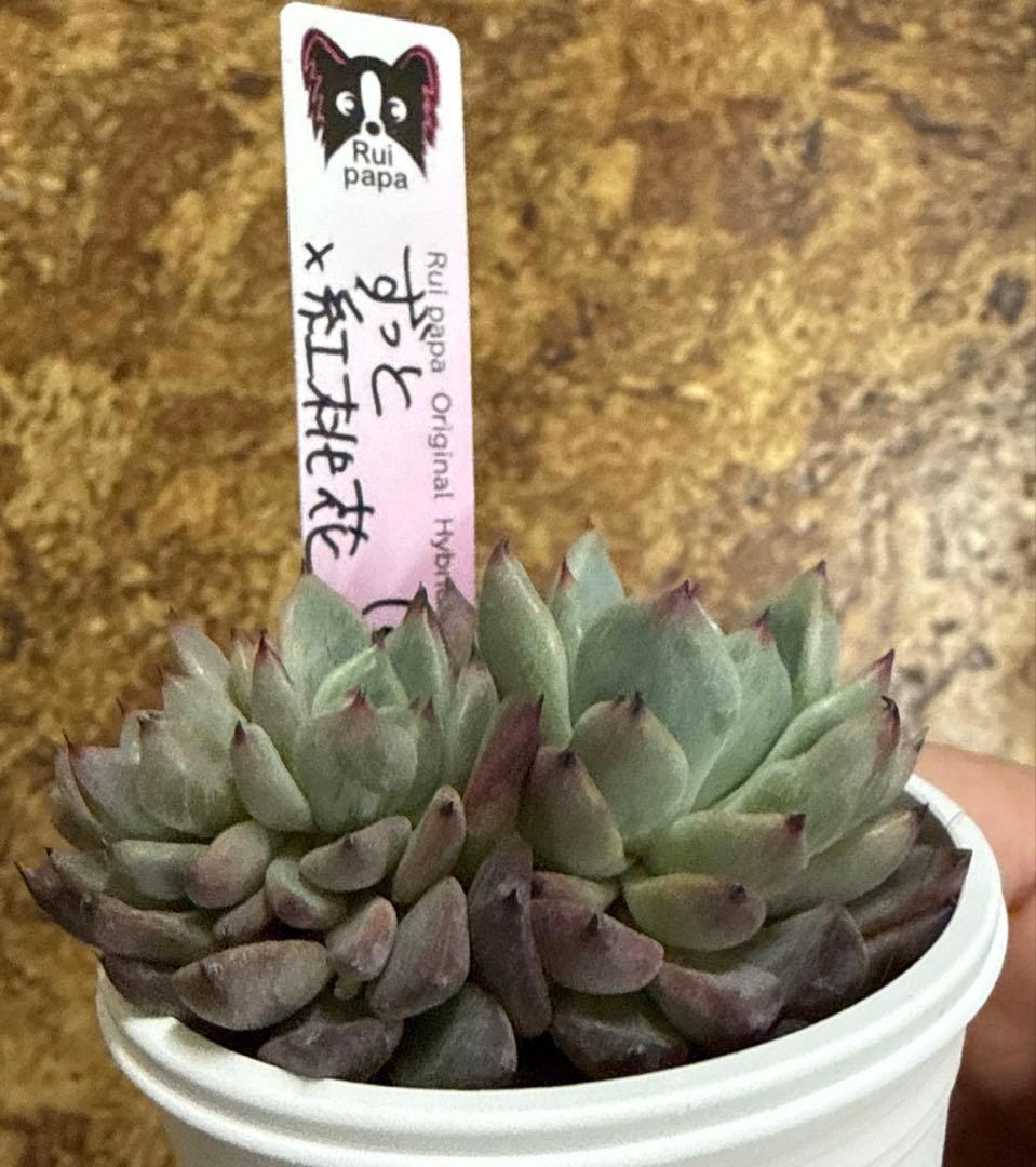 ルイパパさん苗　ずっと✖︎紅桃花　（命名株交配）　札付き　割引中