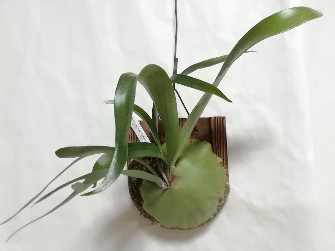 ビフルカッムcv.オールド　手をかけなくても格好良く成長します