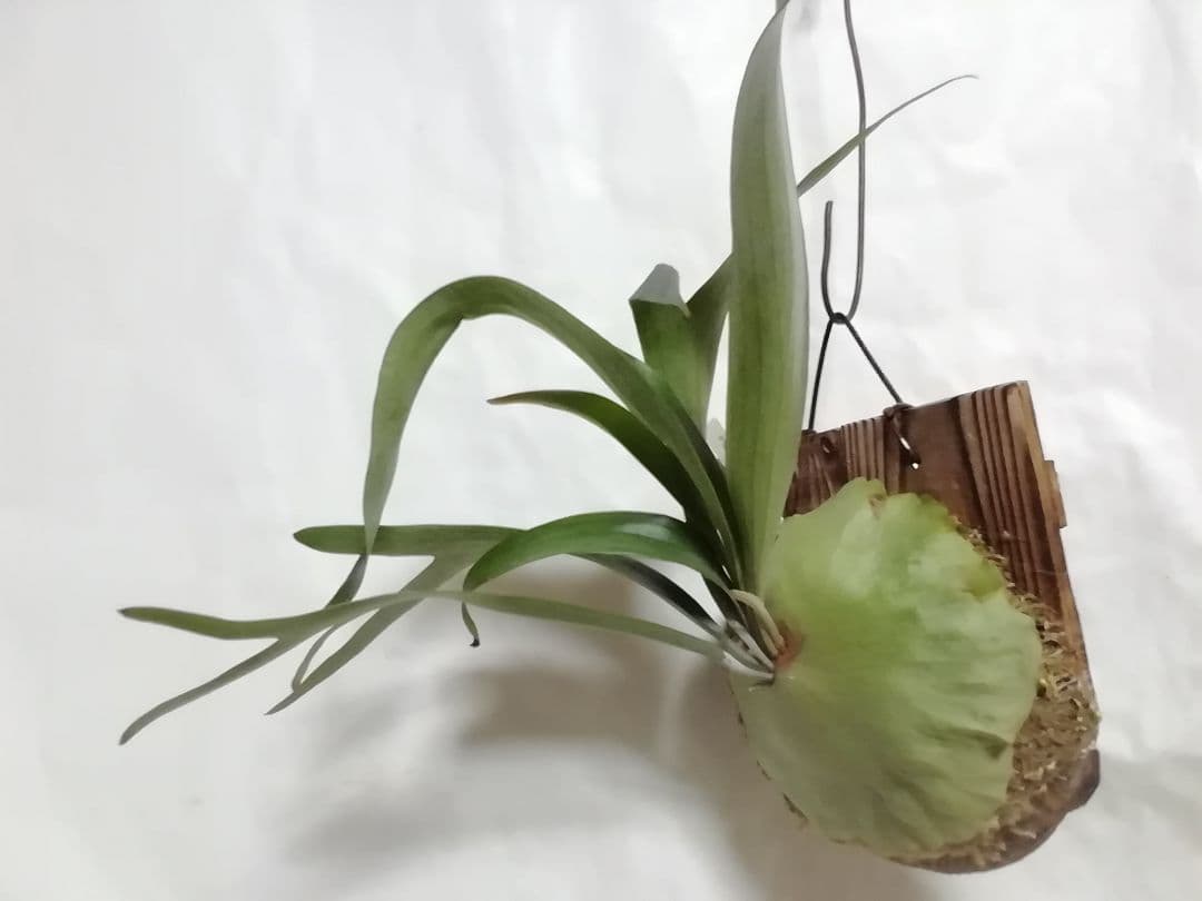 ビフルカッムcv.オールド　手をかけなくても格好良く成長します