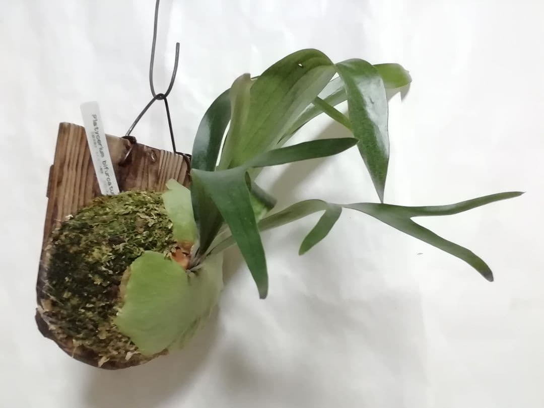 ビフルカッムcv.オールド　手をかけなくても格好良く成長します