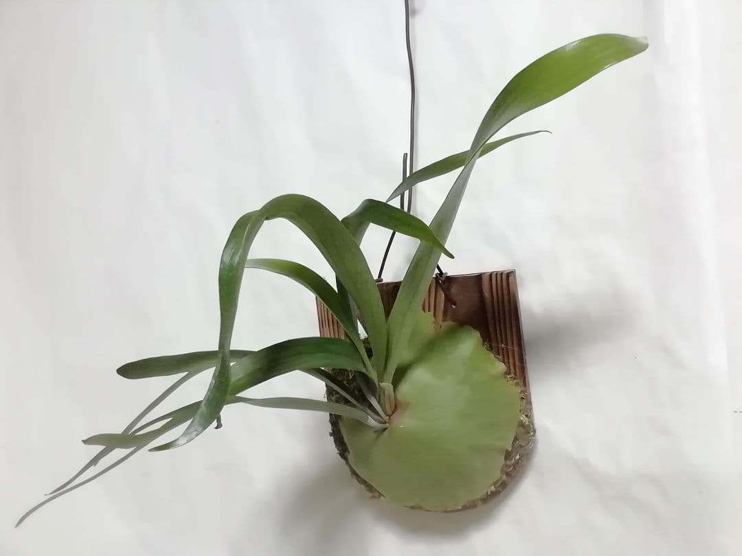 ビフルカッムcv.オールド　手をかけなくても格好良く成長します