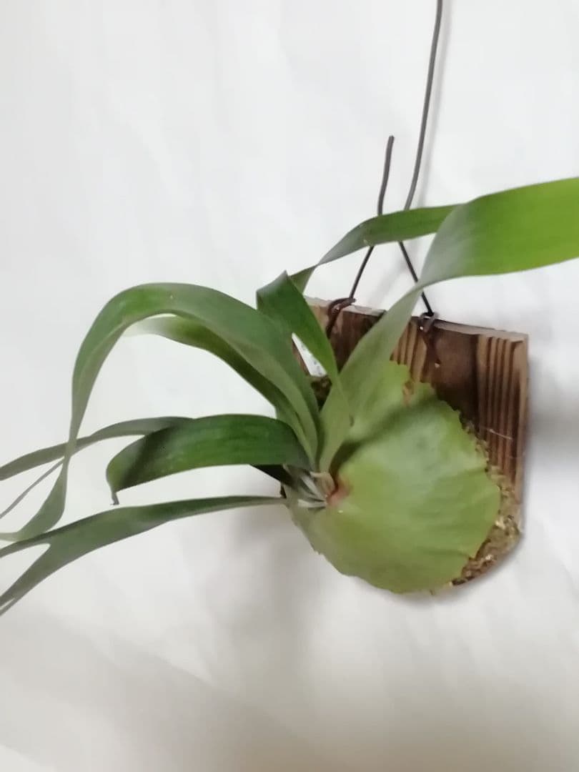 ビフルカッムcv.オールド　手をかけなくても格好良く成長します