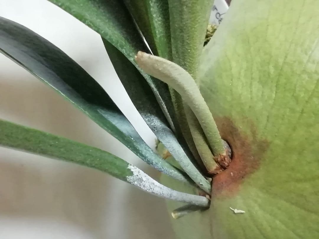 ビフルカッムcv.オールド　手をかけなくても格好良く成長します