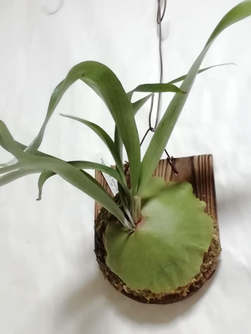 ビフルカッムcv.オールド　手をかけなくても格好良く成長します