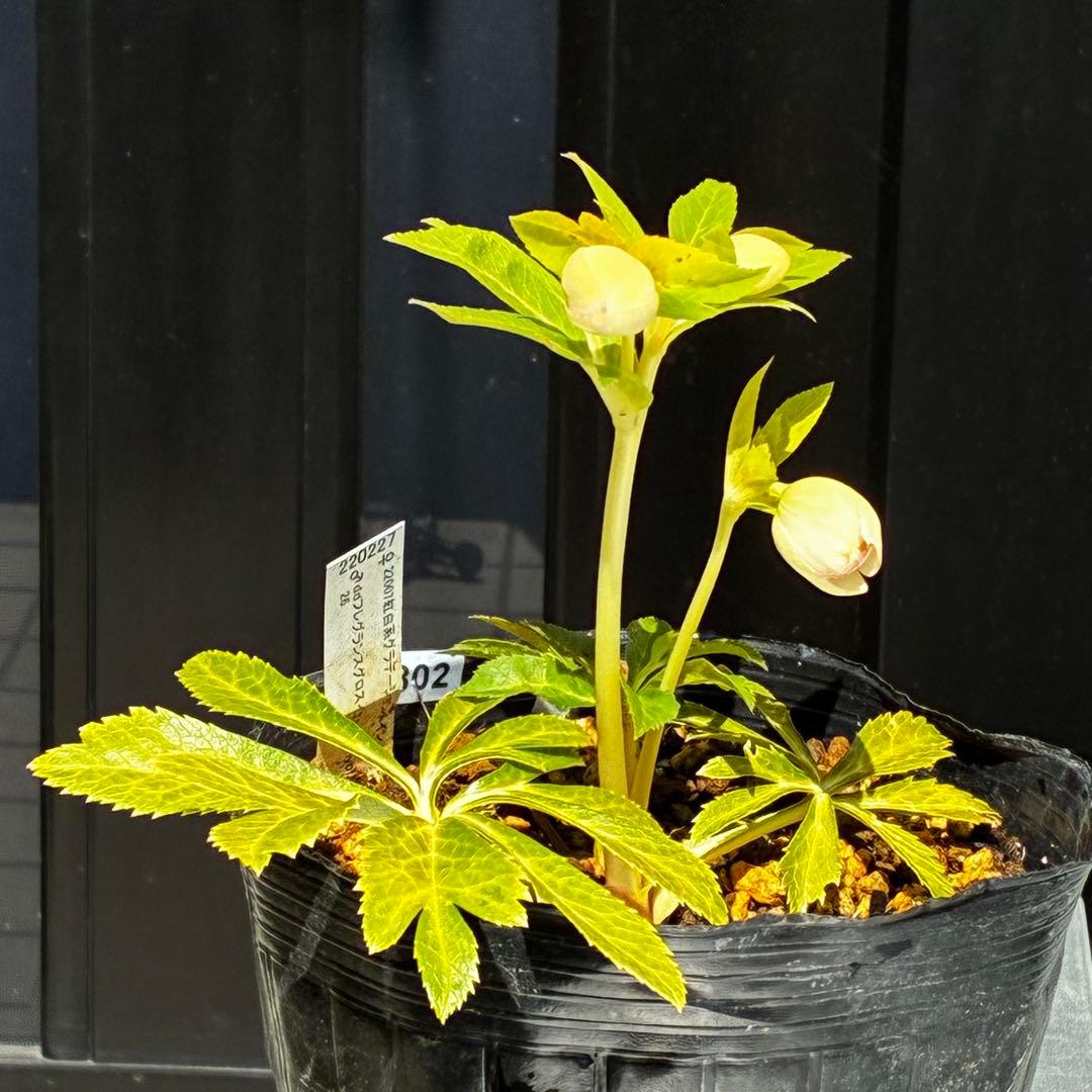 3802☘️1年間管理株☘️タグ付き☘️⭐️オーレア⭐️芳香⭐️フレグランス交配⭐️