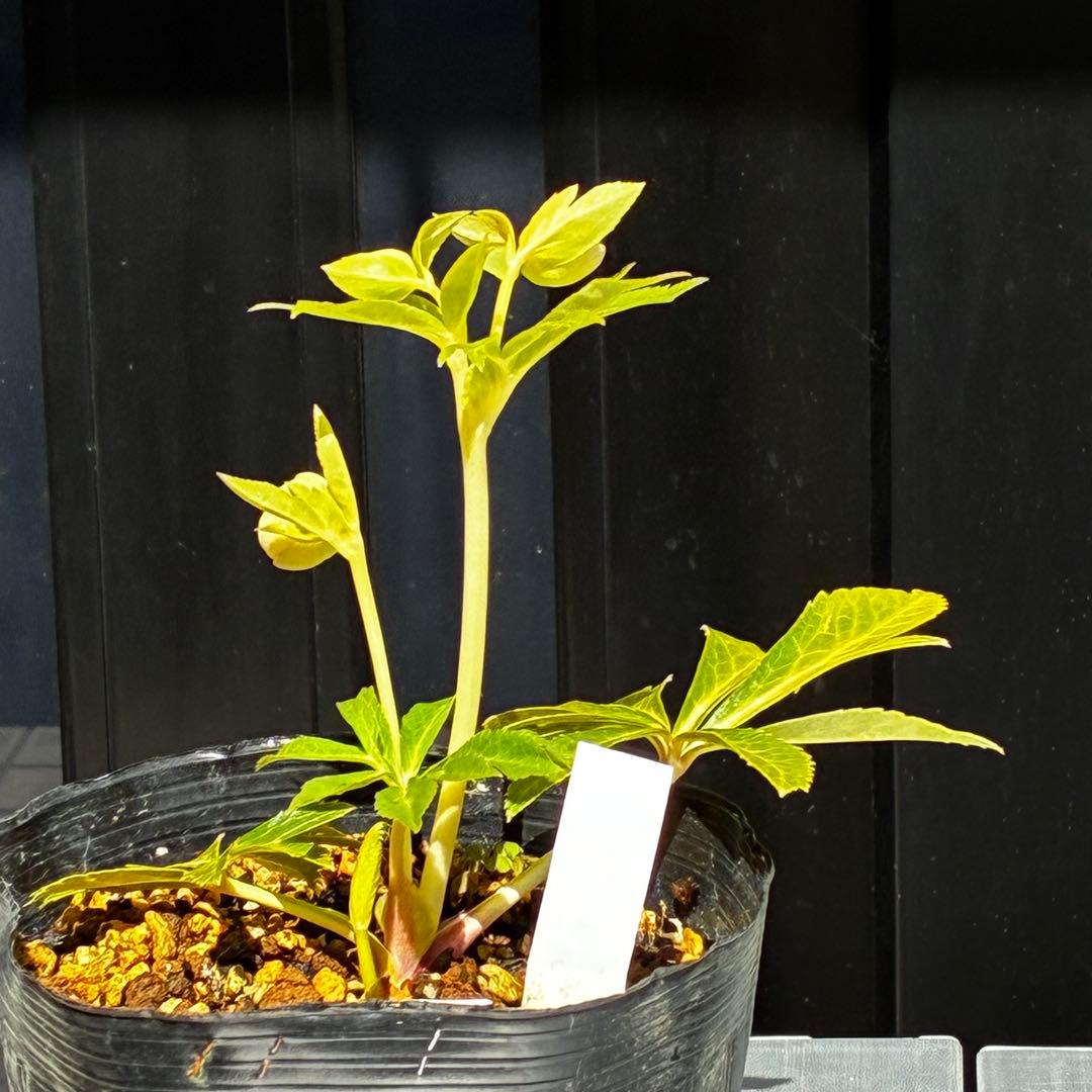 3802☘️1年間管理株☘️タグ付き☘️⭐️オーレア⭐️芳香⭐️フレグランス交配⭐️