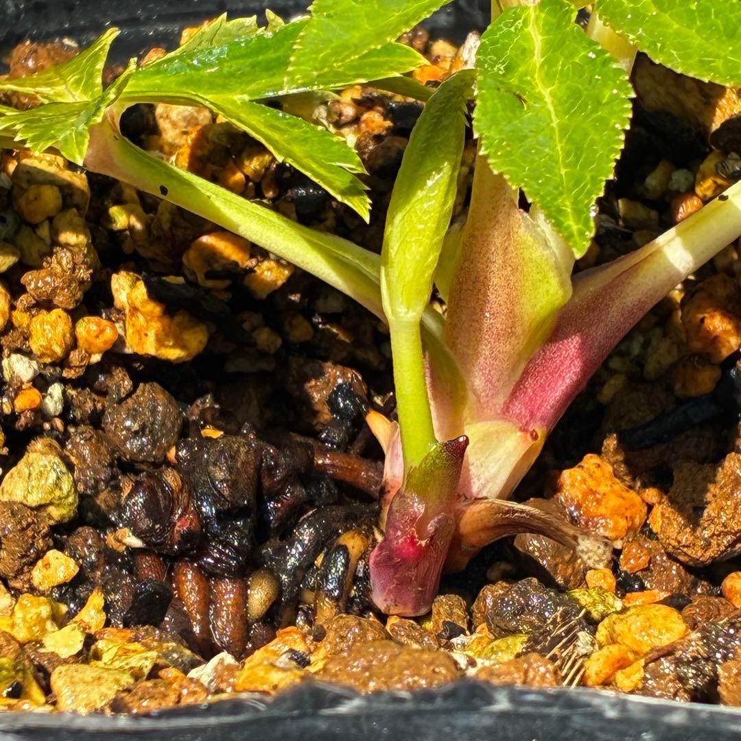 3802☘️1年間管理株☘️タグ付き☘️⭐️オーレア⭐️芳香⭐️フレグランス交配⭐️