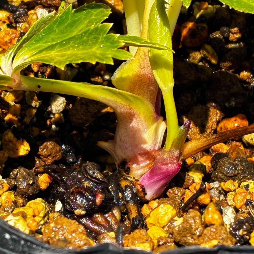 3802☘️1年間管理株☘️タグ付き☘️⭐️オーレア⭐️芳香⭐️フレグランス交配⭐️