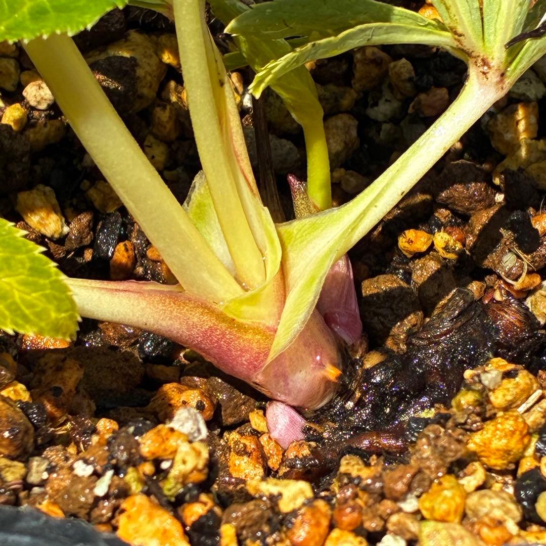 3802☘️1年間管理株☘️タグ付き☘️⭐️オーレア⭐️芳香⭐️フレグランス交配⭐️