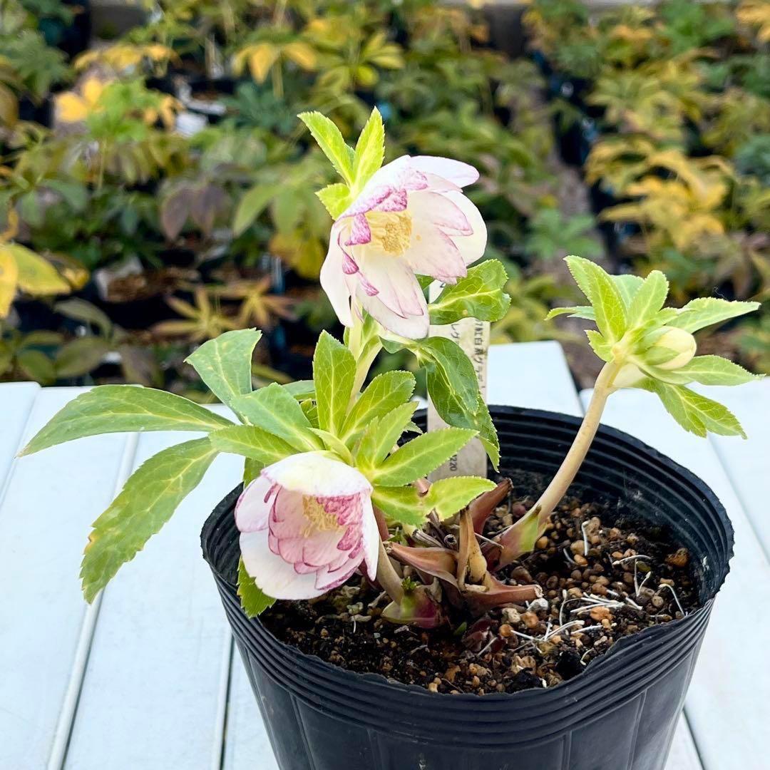 3802☘️1年間管理株☘️タグ付き☘️⭐️オーレア⭐️芳香⭐️フレグランス交配⭐️