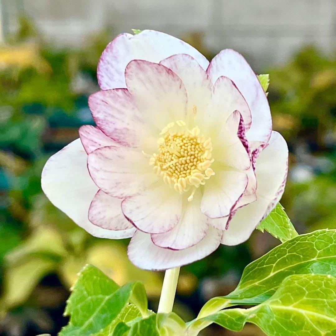 3802☘️1年間管理株☘️タグ付き☘️⭐️オーレア⭐️芳香⭐️フレグランス交配⭐️