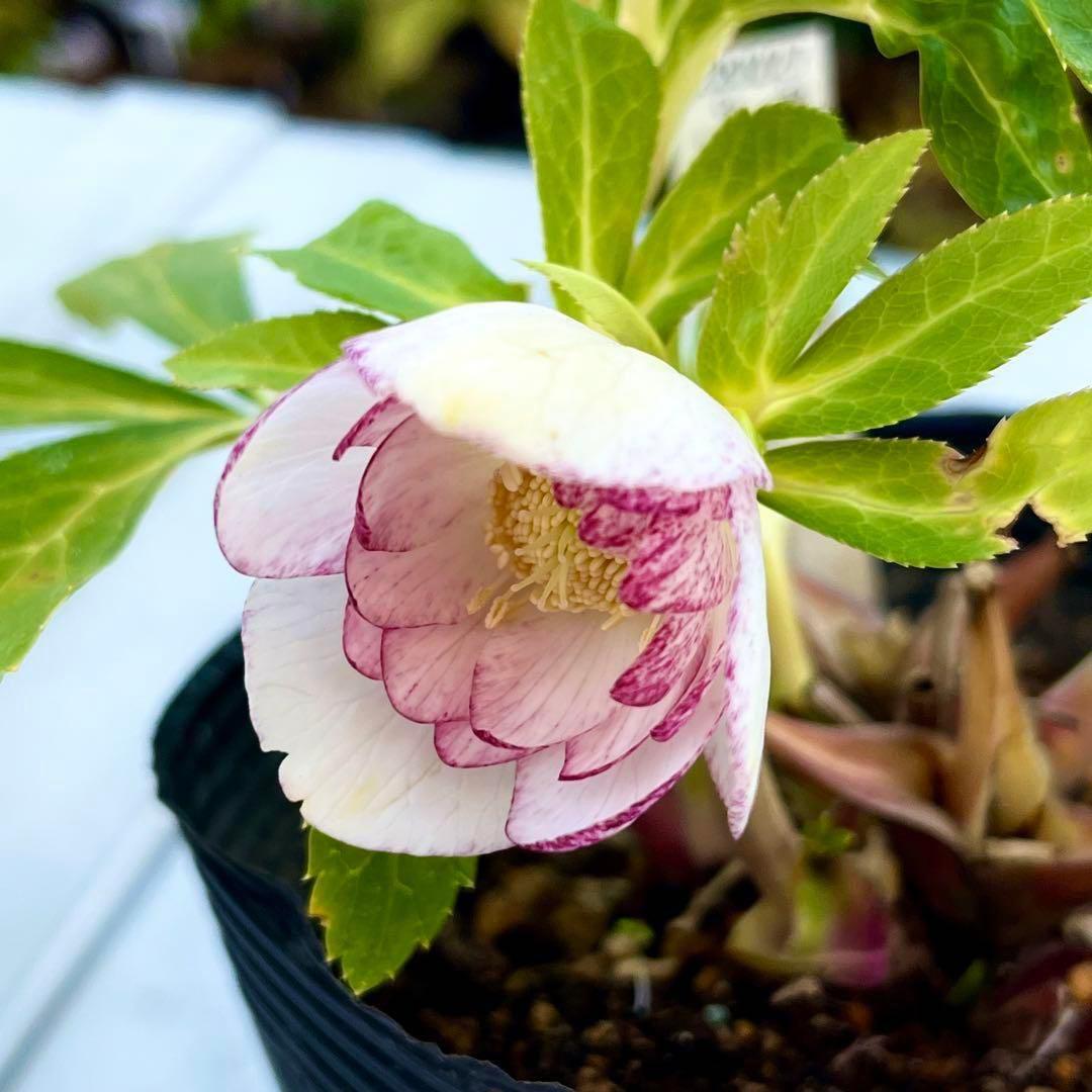 3802☘️1年間管理株☘️タグ付き☘️⭐️オーレア⭐️芳香⭐️フレグランス交配⭐️