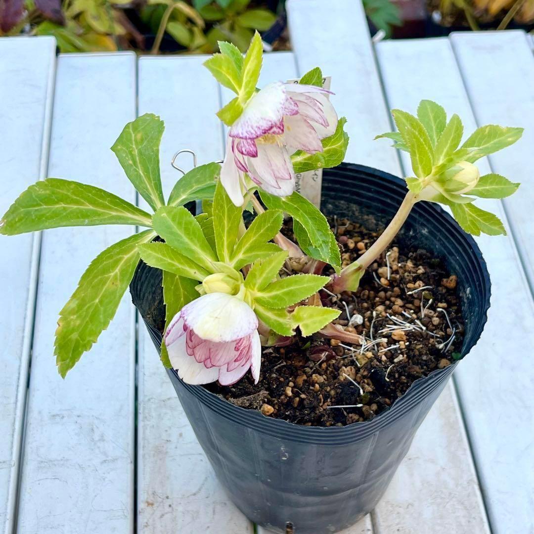 3802☘️1年間管理株☘️タグ付き☘️⭐️オーレア⭐️芳香⭐️フレグランス交配⭐️