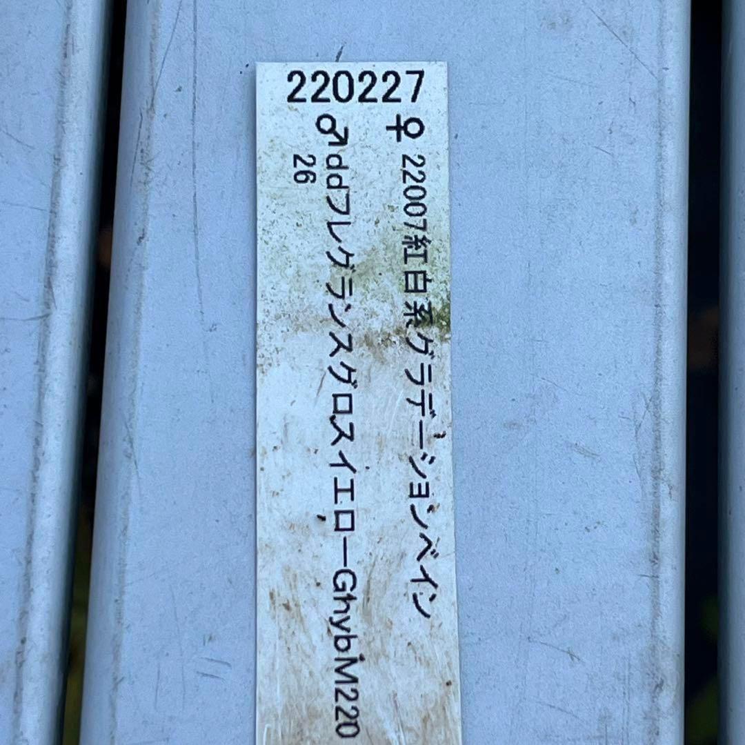 3802☘️1年間管理株☘️タグ付き☘️⭐️オーレア⭐️芳香⭐️フレグランス交配⭐️