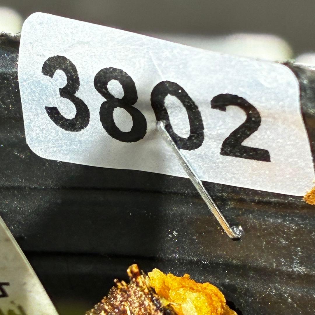 3802☘️1年間管理株☘️タグ付き☘️⭐️オーレア⭐️芳香⭐️フレグランス交配⭐️