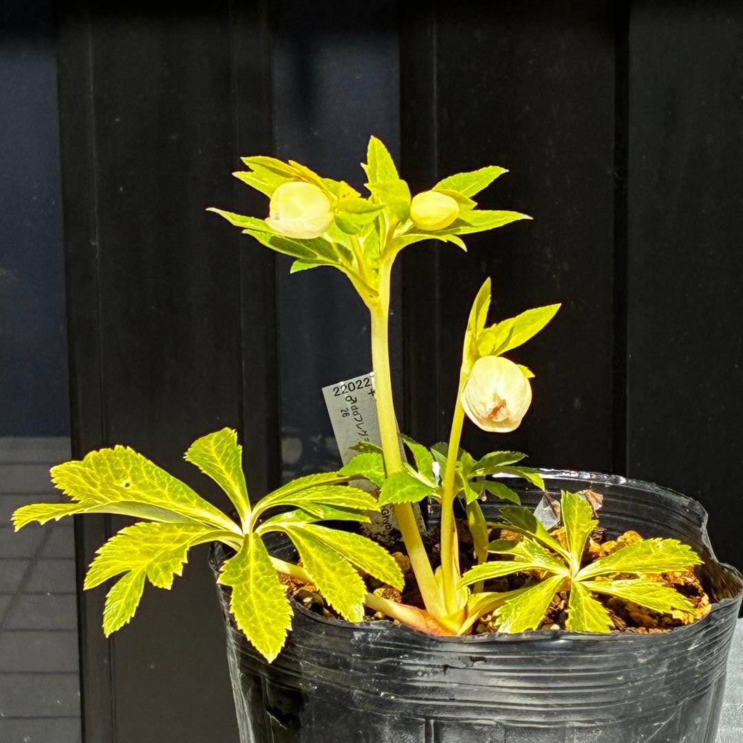 3802☘️1年間管理株☘️タグ付き☘️⭐️オーレア⭐️芳香⭐️フレグランス交配⭐️