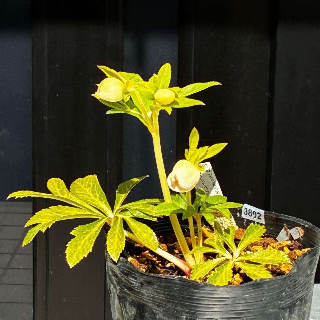 3802☘️1年間管理株☘️タグ付き☘️⭐️オーレア⭐️芳香⭐️フレグランス交配⭐️