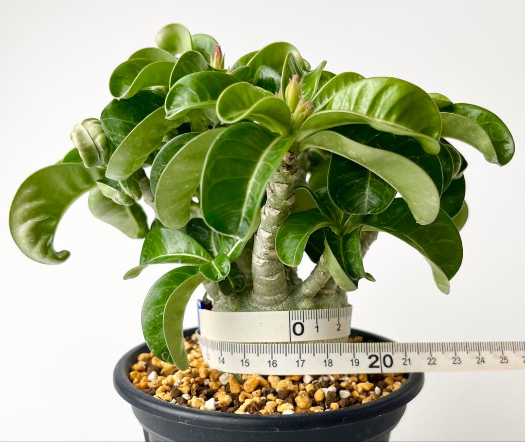 【獅子葉/DHA】ドーセットホーン アデニウム メデューサ 鉢植え D-2