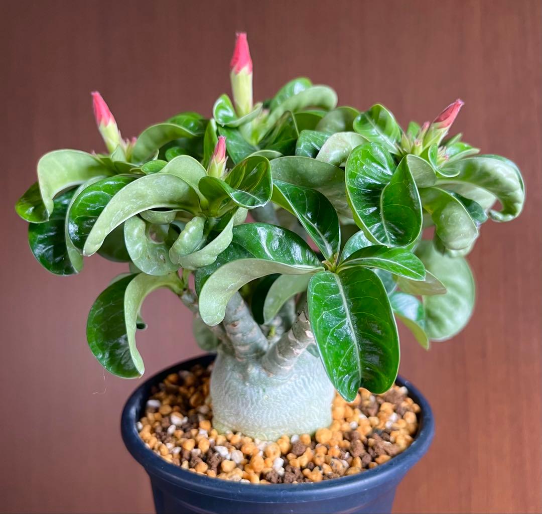 【獅子葉/DHA】ドーセットホーン アデニウム メデューサ 鉢植え D-2