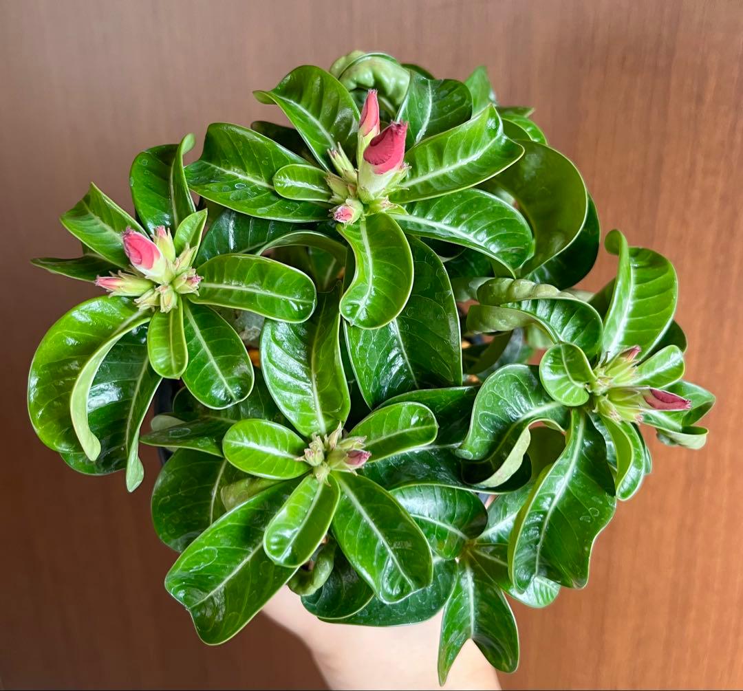 【獅子葉/DHA】ドーセットホーン アデニウム メデューサ 鉢植え D-2