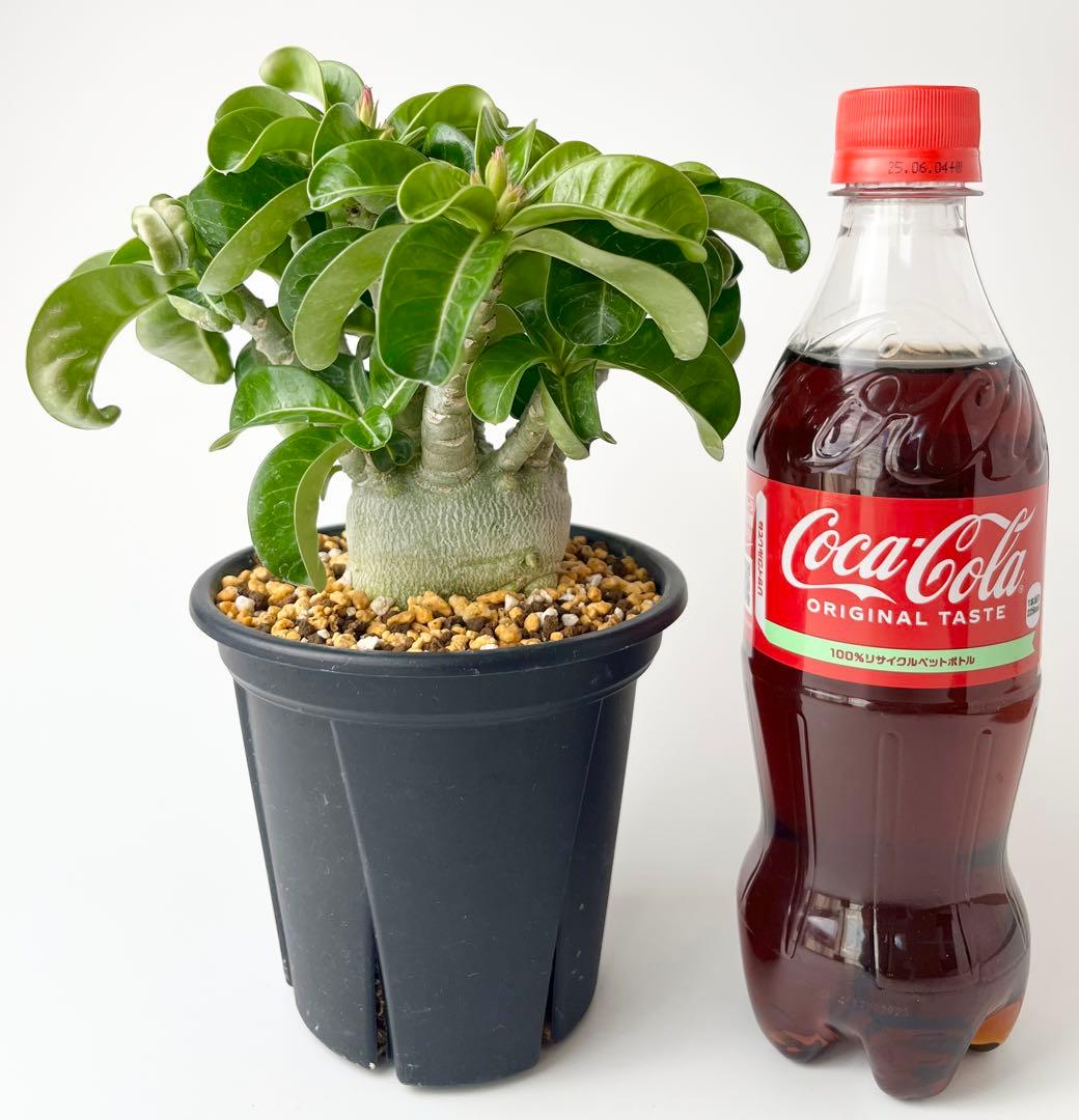 【獅子葉/DHA】ドーセットホーン アデニウム メデューサ 鉢植え D-2