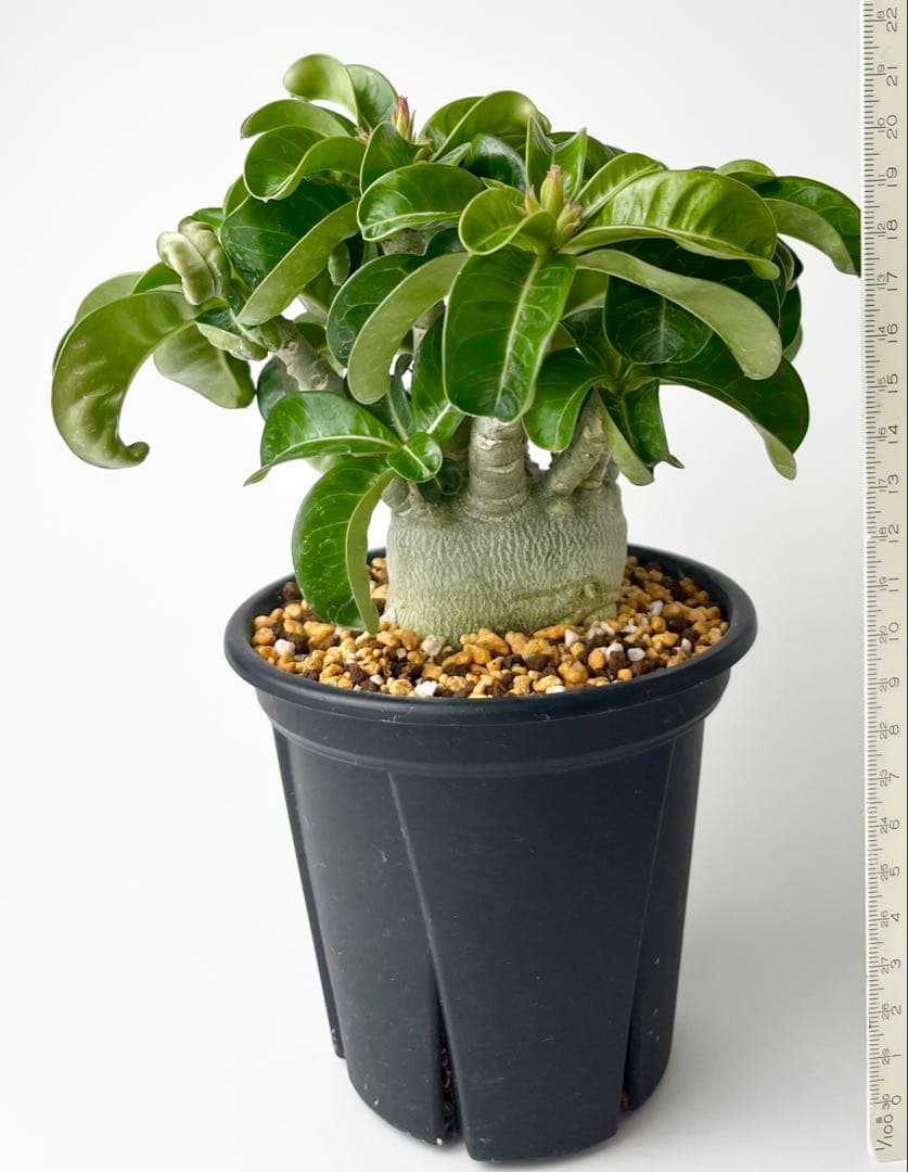 【獅子葉/DHA】ドーセットホーン アデニウム メデューサ 鉢植え D-2