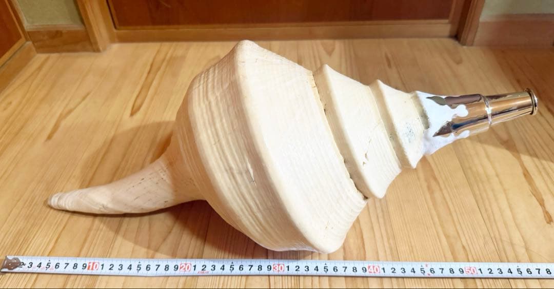 超特大超肉厚55.5㎝アラフラオオニシ法螺貝　ほら貝　ホラガイ
