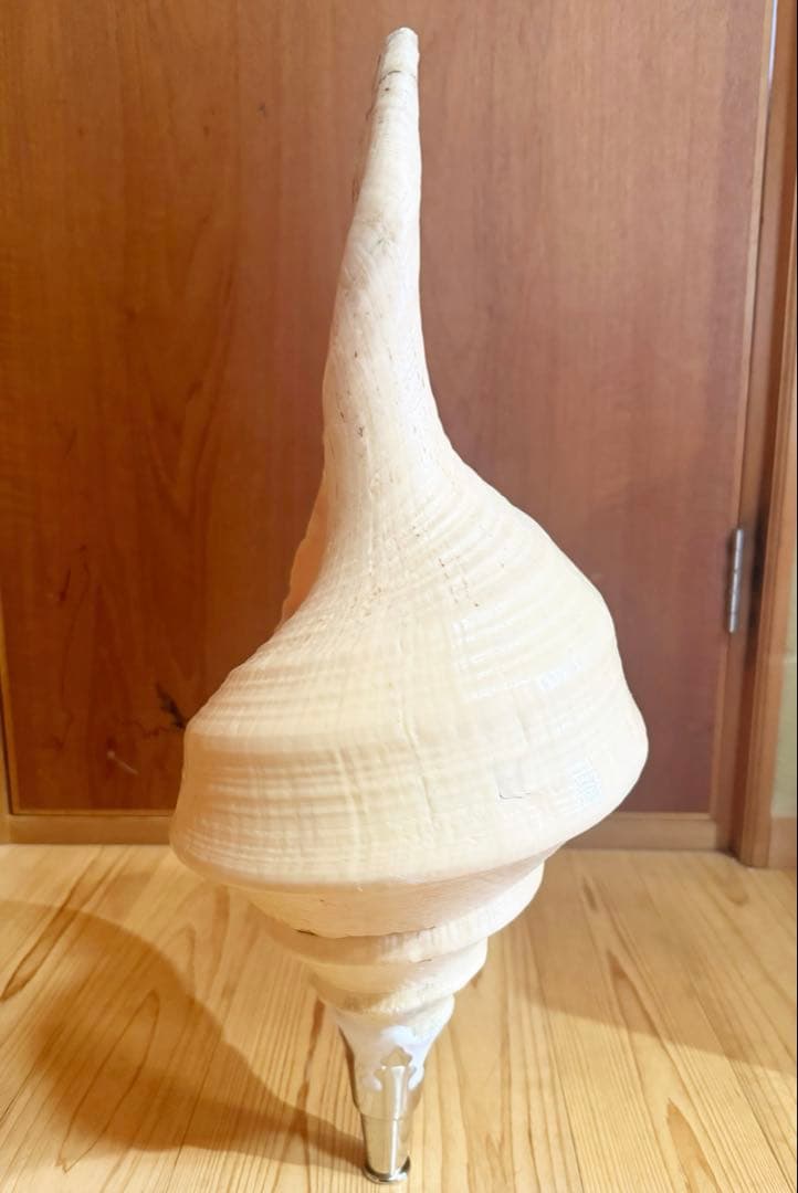 超特大超肉厚55.5㎝アラフラオオニシ法螺貝　ほら貝　ホラガイ