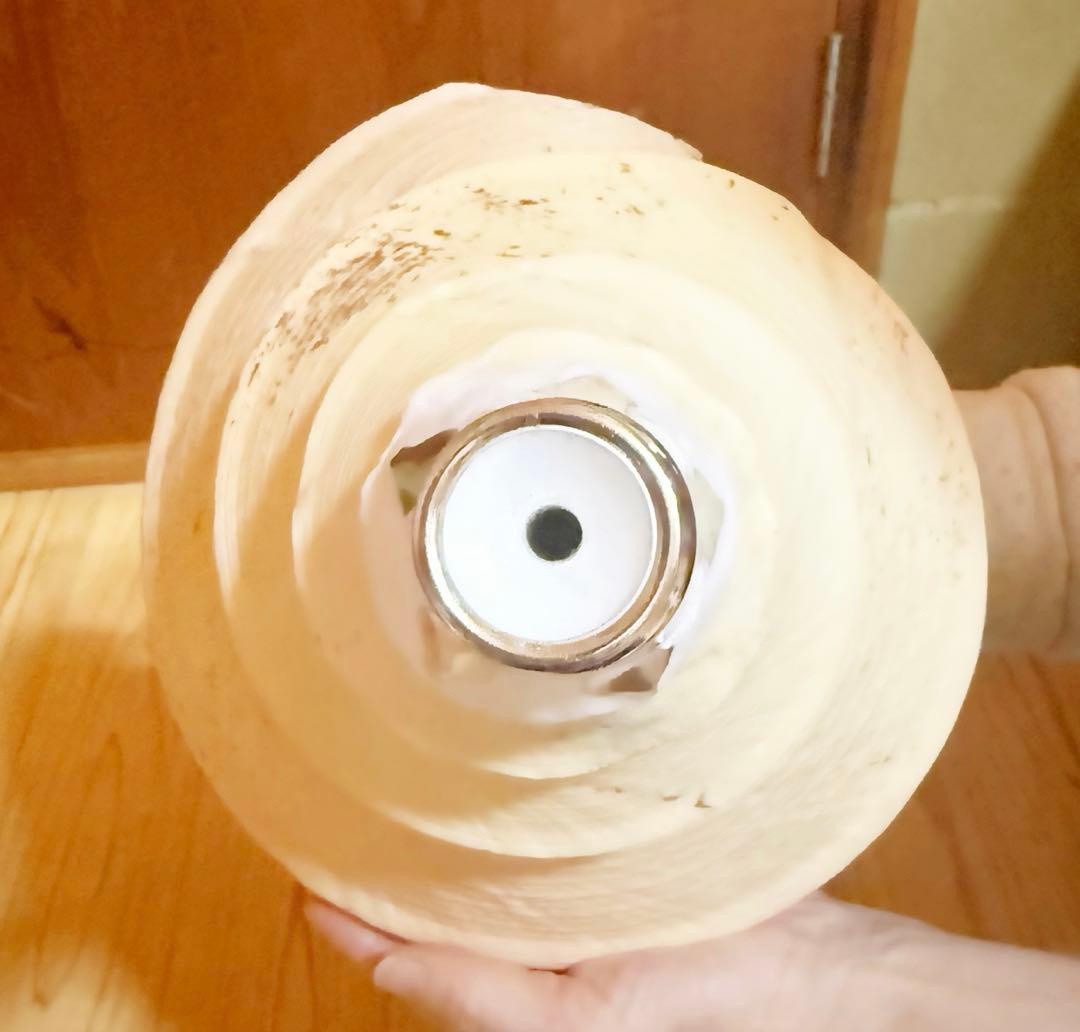 超特大超肉厚55.5㎝アラフラオオニシ法螺貝　ほら貝　ホラガイ