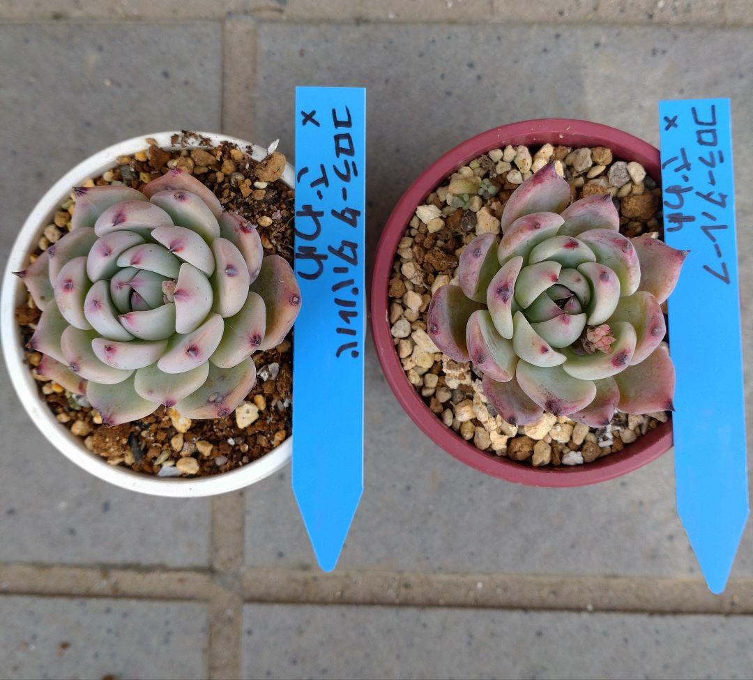 おらいさん苗　コロラータルーフ×ざわわ他１苗　札付き　メルカリ便