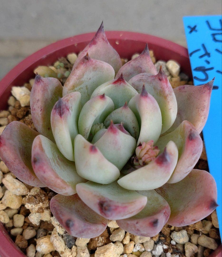 おらいさん苗　コロラータルーフ×ざわわ他１苗　札付き　メルカリ便